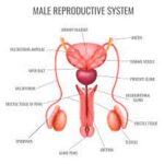 Understanding Male Fertility: Factors, Diagnosis, and Treatment