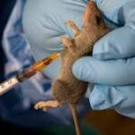 Lassa Fever Resurges in Nigeria.