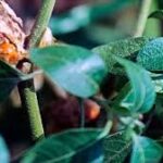 Herbs and Mental Health in Africa: Promise & Pitfalls download (42)