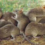 lassa fever outbreak in nigeria ncdc disease surveillance