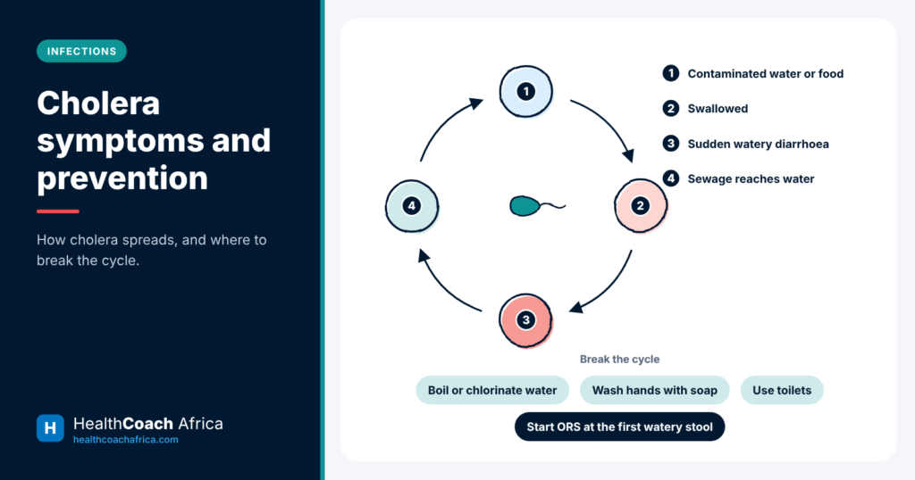 Diagram of the faecal-oral transmission route with cholera symptoms and prevention steps such as safe water