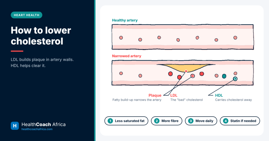 rtery diagram explaining LDL and HDL cholesterol and how to lower cholesterol with diet and exercise