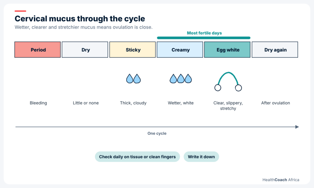Strip diagram of cervical mucus changes across the cycle, a free way how to track ovulation