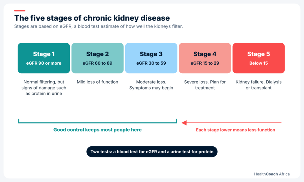Cross-section diagram of a kidney with a list of kidney disease warning signs